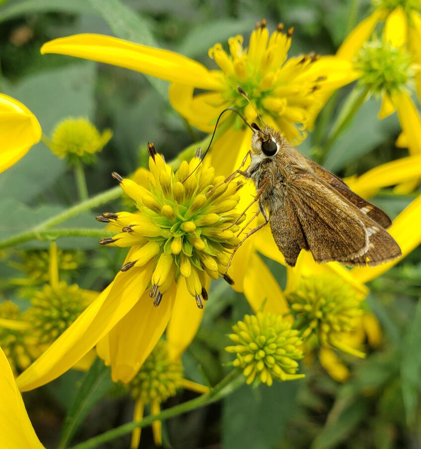 Photo of a brown butterfly on a yellow flower in the foreground with more yellow flowers and green foliage in the background, at Meadowlark Botanical Gardens. Photo by Ilana Rubin.