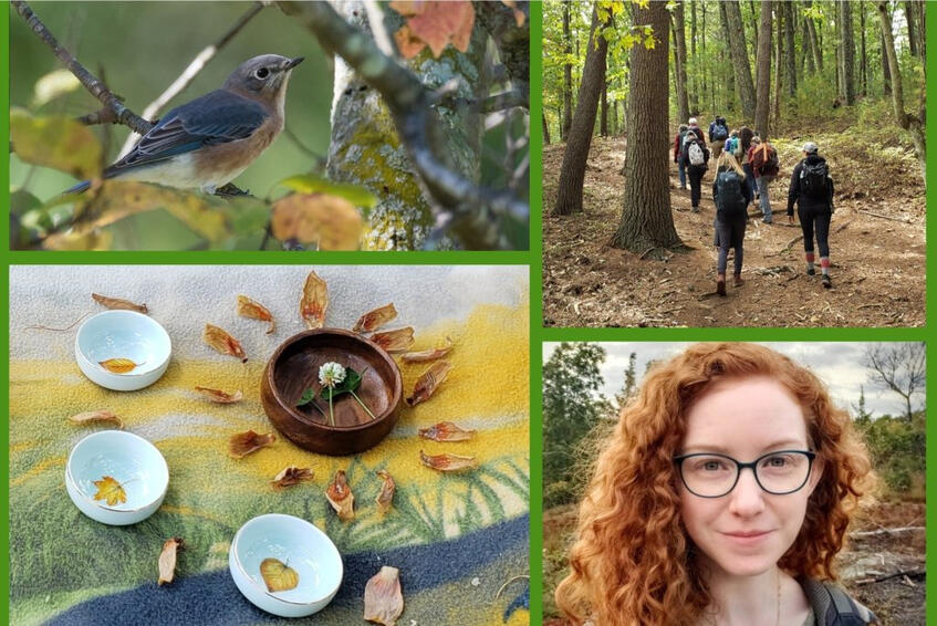 Photo collage showing a bluebird on a tree, a group of people walking through a forest, an arrangement of teacups with leaves and petals, and a portrait of a person outside.