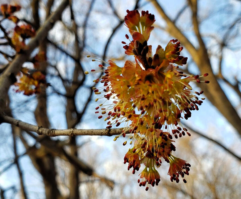 Young Eastern Box Turtle - photo by Ilana Rubin Photo shows a young, small Eastern Box Turtle a brown and yellow shell, with head and front legs peeking out, on yellow and brown forest floor leaf litter and sticks. Photo by Ilana Rubin
