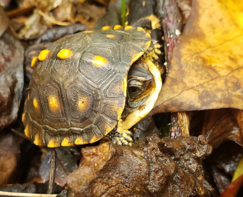 Young Eastern Box Turtle - photo by Ilana Rubin Photo shows a young, small Eastern Box Turtle a brown and yellow shell, with head and front legs peeking out, on yellow and brown forest floor leaf litter and sticks. Photo by Ilana Rubin