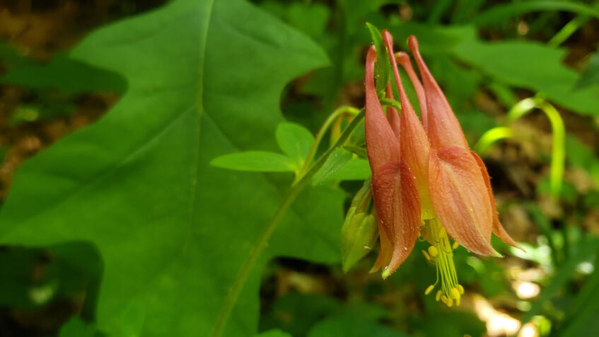 Photo shows an Eastern Columbine flower of red and yellow with a pale green unopened flower bud in the foreground, with a forest background including an oak leaf and other foliage and a bit of sunlight shining on leaves and the forest floor. Photo by Ilana