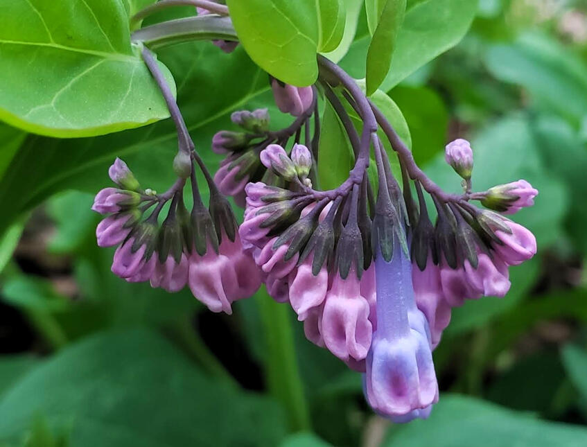 Photo shows a Virginia Bluebell flower buds that are mostly pink with one blue-purple against a background of green foliage. Photo by Ilana Rubin.