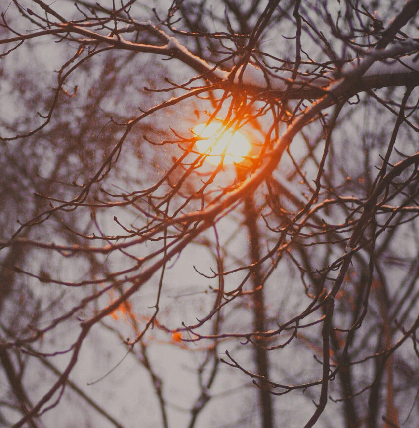Photo of tree branches in winter with snow in foreground and a light shining in the background, by Anna Zakharova Photo of tree branches in winter with snow in foreground and a light shining in the background, by Anna Zakharova